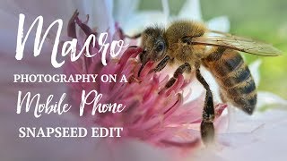 Photographing an Ant and a Bee! | How to Edit a Macro Photograph on a Mobile Phone