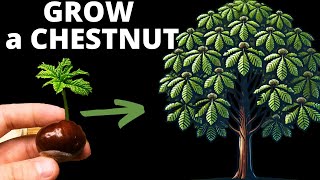 How to Grow a Chestnut That’ll Outlive You!