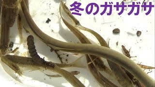 冬の川で絶滅危惧種、魚類、甲殻類、水生昆虫などを大量捕獲【魂のガサガサ師】