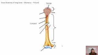 The Skeletal System: Bone Tissue Chapter 6 BI 214A