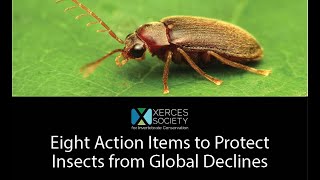 Eight Action Items to Protect Insects from Global Declines