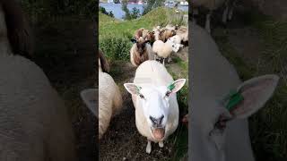 This Crazy Herd of Sheep and Goats is Absolutely Stunning!#short