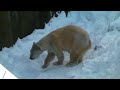 ホッキョクグマ　キャンディのポリタン遊び　円山動物園　polarbear