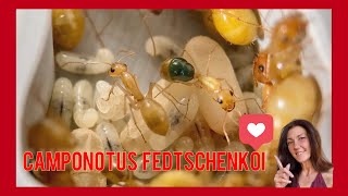 Camponotus fedtschenkoi - la hormiga dorada en Antdimension #ant