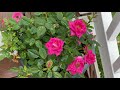 എന്റെ august garden tour malayalam home garden tour malayalam my garden tour malayalam