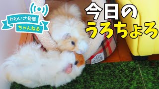 ピーマンを見つけたのに後から来た子に独り占めされちゃうモルモット　cute guineapig