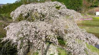 与一野のしだれ桜