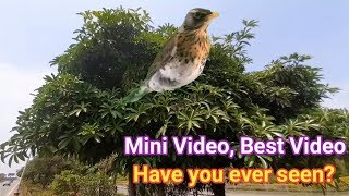 Mini video best video | Have you ever seen? | Dugur dugur jabe maina |