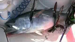 Bluefin Tuna Fishing - Stellwagen