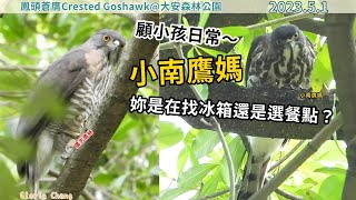 20230501 南大安顧小孩日常～小南鷹媽，妳是在找冰箱還是選餐點？【大安森林公園鳳頭蒼鷹Crested Goshawk】