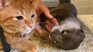 カワウソさくら おやつの鶏肉を仲良く分け合えるようになったカワウソ猫 Otter and cat share chickens together