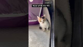 고양이 확대 사건