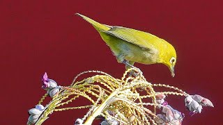 綠繡眼(暗綠繡眼)/Japanese White-eye