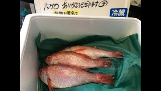 【お魚捌き成長日記】2025年2月 会長のお魚屋さんの新鮮なノドグロに挑戦！ -My filleting a fish training 02. 2025 Blackthroat seaperch