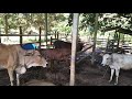 Kandang lembu dari buluh tanpa paku