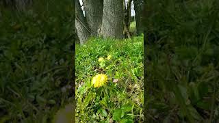 Löwenzahn bei spaziergang  es Blüht langsam #shorts #garten