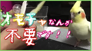 インコと仲良くなれる遊び５選　【きなこのお父さんのHOW TO BIRD】オカメインコと愉快な仲間たち