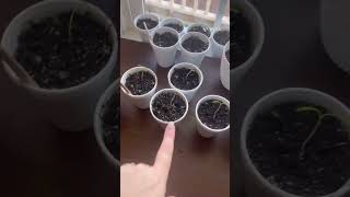 DG PLANTING WITH PENNY SEEDS UPDATE 3/4/23