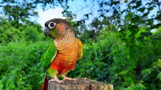 Whose bird?  It's following me : green cheek conure in the forest