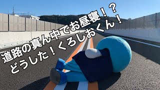 道路の真ん中でお昼寝してみた！？