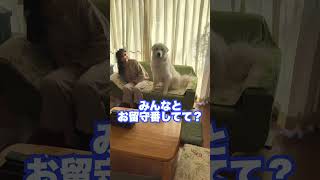 飼い主がお仕事行く時、泣いちゃいそうな超大型犬　#shorts