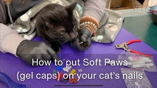 How to put Soft Paws gel caps on your cat’s nails