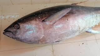 97 kg Adar Fish and Fish Cutting