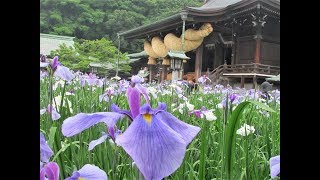 ２０１８宮地嶽神社　江戸菖蒲まつり　全体風景！（初刈神事）