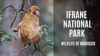 Wildlife of Morocco: Ifrane National Park