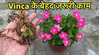 Vinca/ सदाबहार में ये काम अभी करो || Make Vinca Plant Bushy Care Tips || Vinca Flower Fertiliser