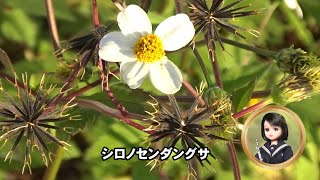 30秒の心象風景26042・花と果実が同時に～シロノセンダングサ～