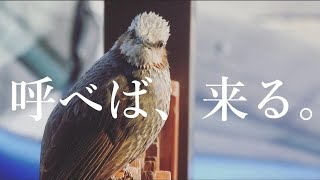 呼べば来るヒヨドリ ヒヨドリは懐きます。鳴き声 Friendly brown-eared bulbul is cute.かわいい なつく 野鳥観察