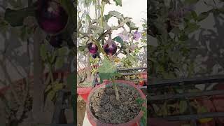 brinjal ☘️ plants #100% organic #terrace #gardening #short viral video