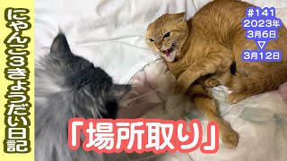 にゃんこ3きょうだい日記 #141 Diary of 3Cats [Mar.6-12/2023]