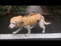 犬の整体・マッサージ６４（２）