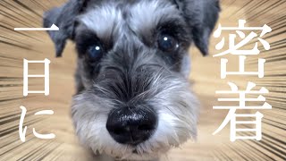 9歳シュナウザー犬のリアルな1日に密着【散歩嫌い、甘えん坊】