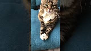 毛玉キャッチ　♯Shorts 猫 ♯ Norwegian Forest Cat ♯ノルウェージャンフォレストキャット