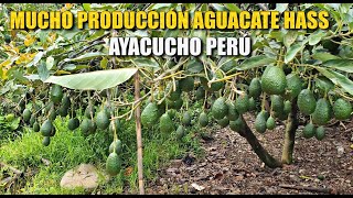 Palta Hass De Valle La Mar Magnupampa Ayacucho | Tito Ramirez Luján