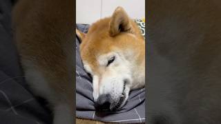 柴犬福 姉におやすみと言われるだけでキレる柴犬🤣Sister and Shiba🤣#姉と柴 #shorts #funnydog #dogshorts #funny #shiba #시바견