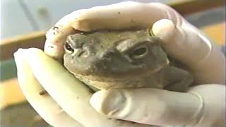 Licking Toad to get high 1994-1990