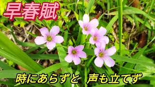 早春賦（Sing Early Spring)歌詞付き/日本の動揺・唱歌（オカリナ演奏・33曲目）オカリナハイビスOcarina Hibi’s