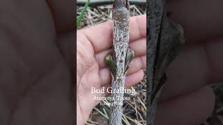 Bud grafting  ติดตาน้อยหน่า #atemoya #น้อยหน่า #ติดตา #atemoia #アテモヤ #鳳梨釋迦