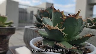 600萬鹿角蕨算什麼？我們來搞一波大的(下)