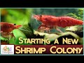 Starting A New Cherry Shrimp Colony (neocaridina)