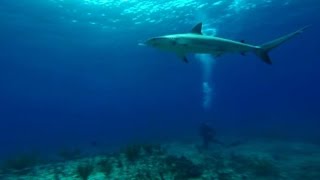 Stephanie Ruhle Dives Into 'Shark Land'