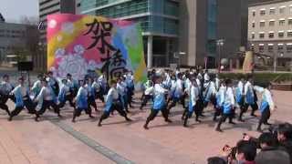 第15回浜松がんこ祭(2015/3/14)「信州大学YOSAKOI祭りサークル和っしょい」