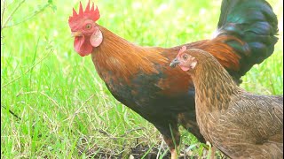 Beautiful Rooster Crowing ll সুন্দর মোরগ ডাক ll মুরগি খুব সুন্দর ডাক  না দেখলে মিস করে ফেলবেন