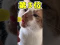 ネッコさん見て癒やされたら寝ろwww 動物 ネコ