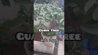 చిన్న కుండీ లో జామ చెట్టు //Guava plant In Small Cement Pot 😍