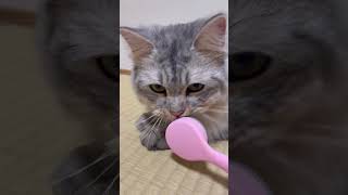 猫舌とろ〜ん😽 #cat #猫 #ねこ #サイベリアン #子猫 #猫のいる暮らし #猫動画 #ねこのいる生活 #kitten#猫舌とろん